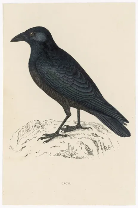 Framed Print : Carrion Crow Print, a detailed illustration of the bird Framed Print : Carrion Crow Print, a detailed illustration of the bird