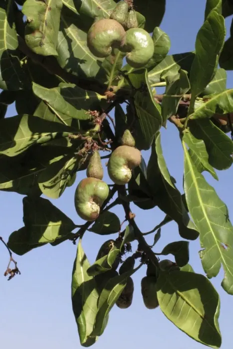 Framed Print : Cashew Nuts on Tree Print