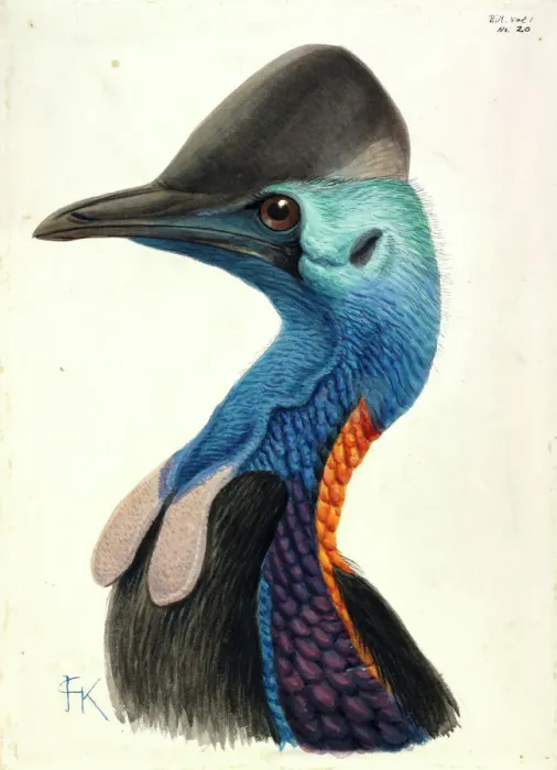 Framed Print : Cassowary Head Lithograph Print