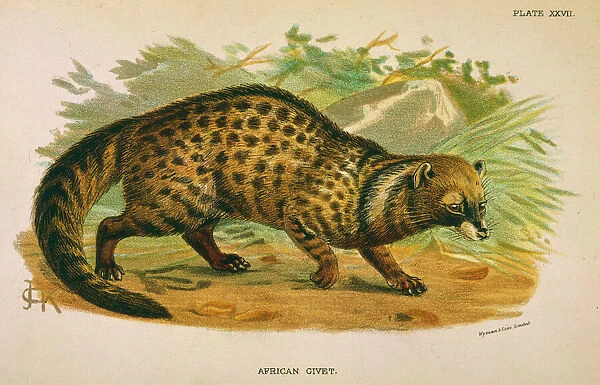 Cat  /  African Civet 1860