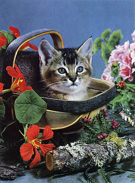 Cat in a basket, with flowers