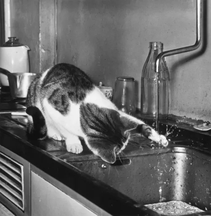 Framed Print : Cat under kitchen tap Print