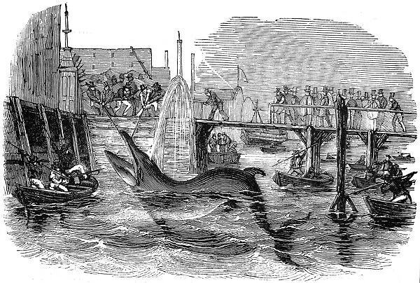 Catching a Whale off Deptford Pier, London, 1842