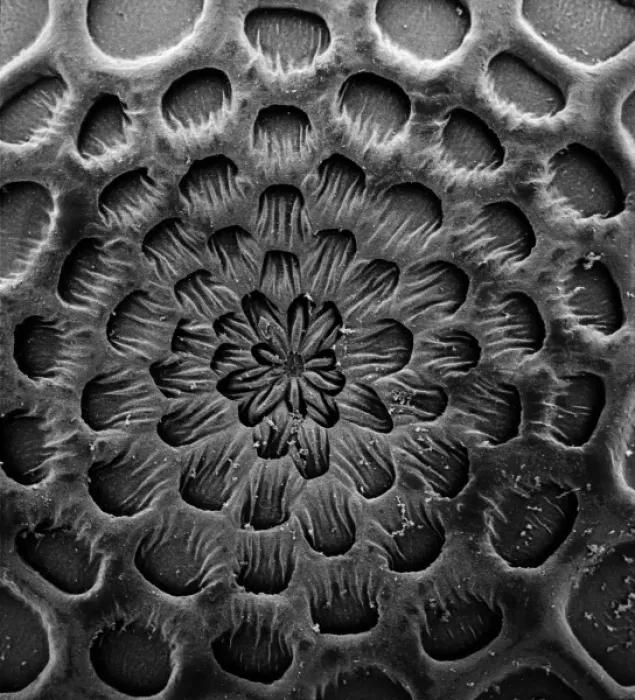 Framed Print : Caterpillar Egg Scanning Electron Microscope Print Framed Print : Caterpillar Egg Scanning Electron Microscope Print