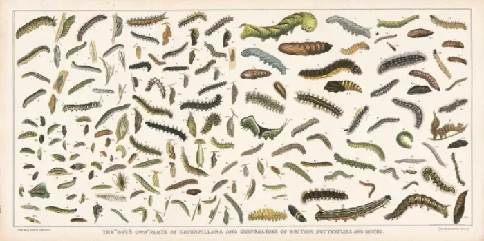Framed Print : Caterpillar Specimens Print Framed Print : Caterpillar Specimens Print