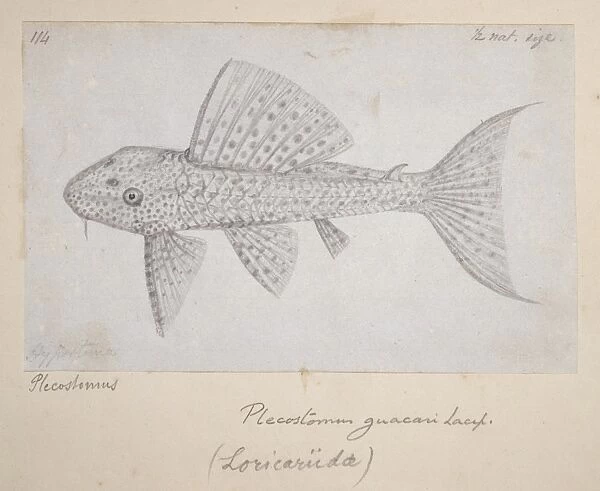 Catfish. Drawing no 114 by Alfred Russel Wallace