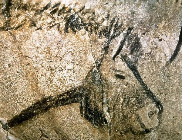 Cave of Niaux. Prehistoric painting. Horse head. France