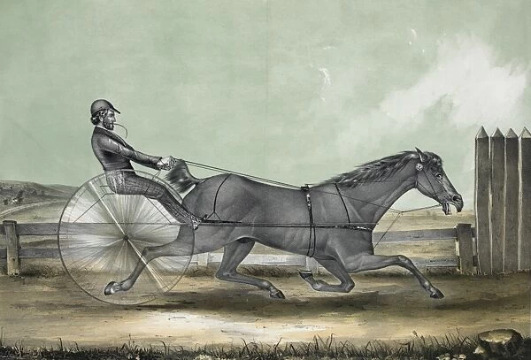 The celebrated trotting horse trustee as he appeared in his