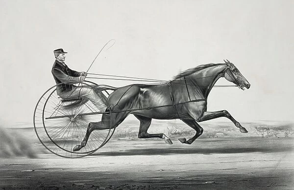 The celebrated trotting mare Widow McChree, formerly called
