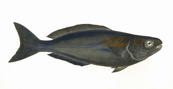 Centrolophus pompilus, or Blackfish