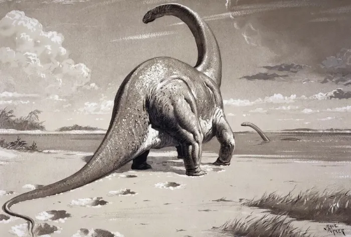 Framed Print : Cetiosaurus Print