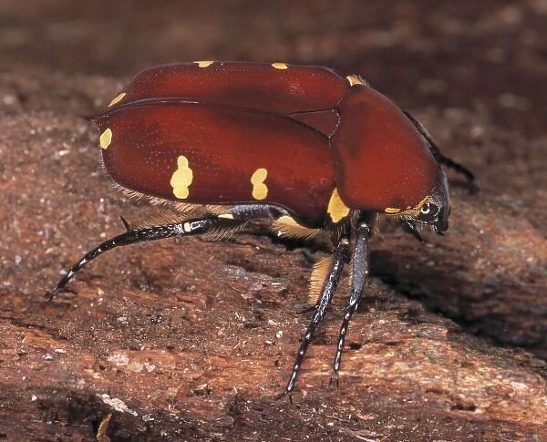 Cetoniinae sp. rose chafer beetle
