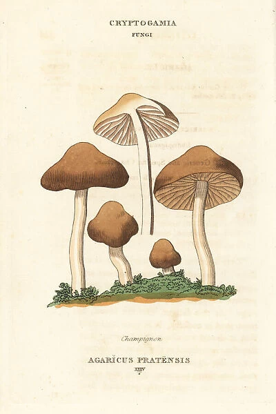 Champignon mushroom, Agaricus pratensis