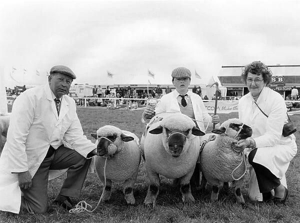 Championship sheep at the Royal Cornwall Show