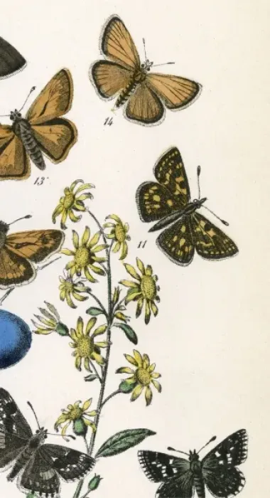 Framed Print : Chequered Skipper Print, 1889 Framed Print : Chequered Skipper Print, 1889