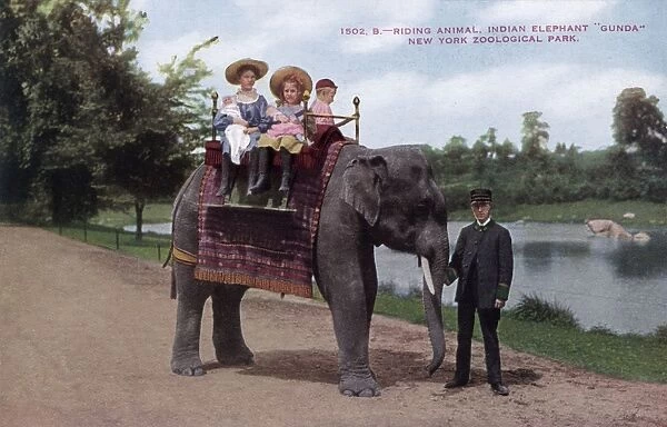 Children riding an Indian elephant, New York Zoological Park