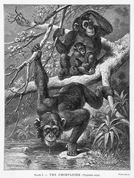 Chimpanzee Family