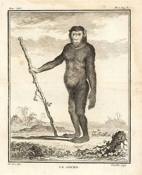 Chimpanzee, Pan troglodytes. Endangered
