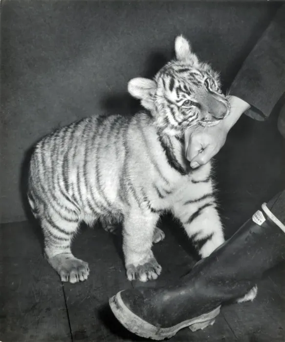 Framed Print : Chipperfield's Circus Tiger Print Framed Print : Chipperfield's Circus Tiger Print