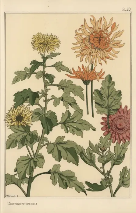 Framed Print : Chrysanthemum Botanical Study Print, 1897 Framed Print : Chrysanthemum Botanical Study Print, 1897