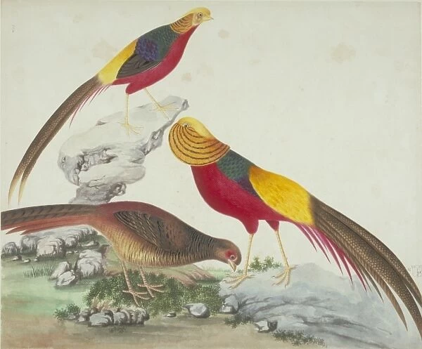 Chrysolophus pictus, golden pheasant