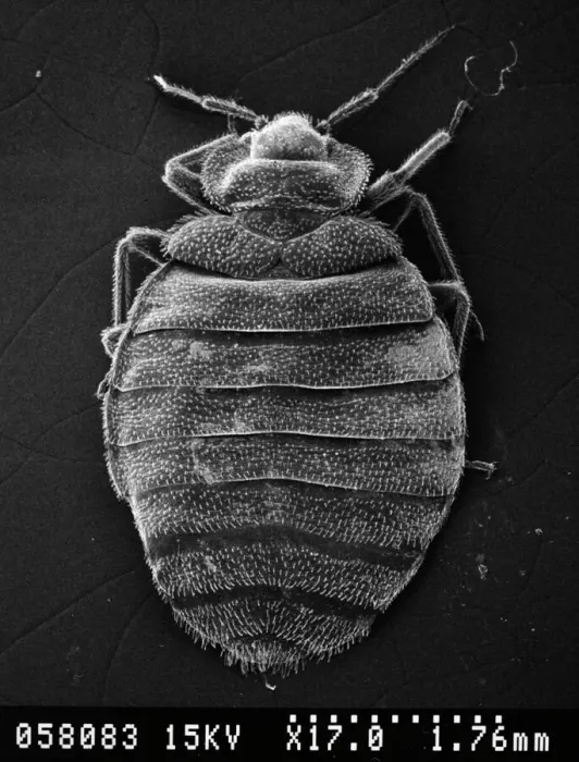 Framed Print : Scanning Electron Microscope Print of Cimex lectularius, Bed Bug Framed Print : Scanning Electron Microscope Print of Cimex lectularius, Bed Bug