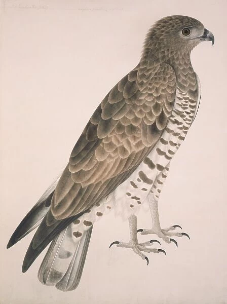 Circaetus gallicus, short-toed eagle