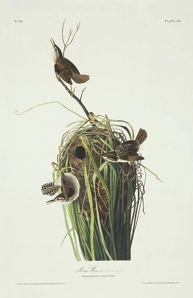 Cistothorus palustris, marsh wren
