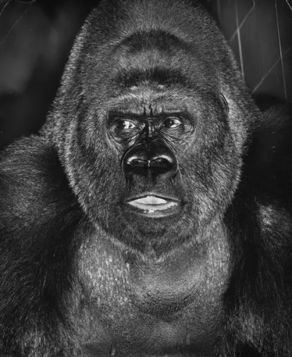 Framed Print : Close-up Print of a Gorilla Framed Print : Close-up Print of a Gorilla