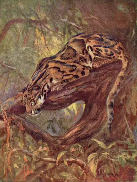 Framed Print : Clouded Leopard Print - A Clouded Leopard on a Tree