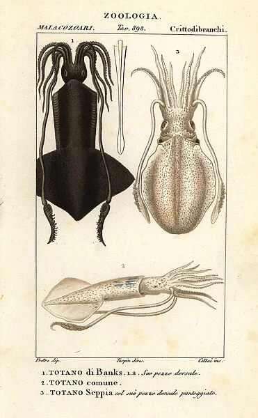 Clubhook squid, European squid and cuttlefish