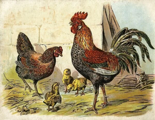 Cockerel, hen and chicks in a farmyard