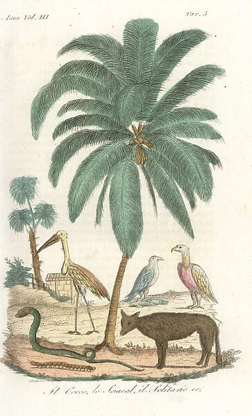 Coconut palm tree, jackal, snakes and birds of India