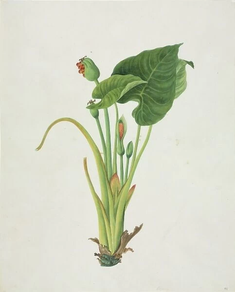 Colocasia sp