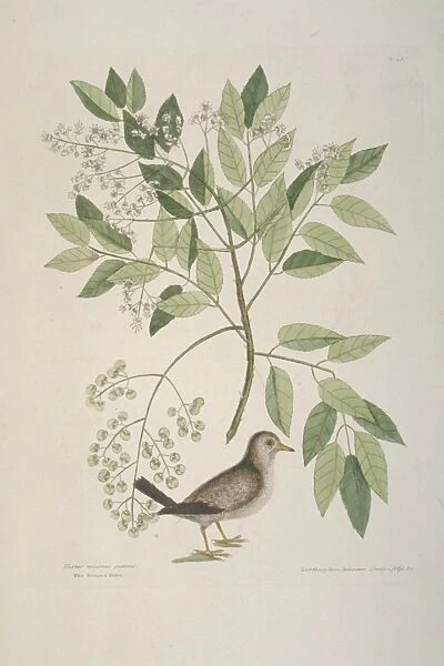 Columbina passerina, common ground dove