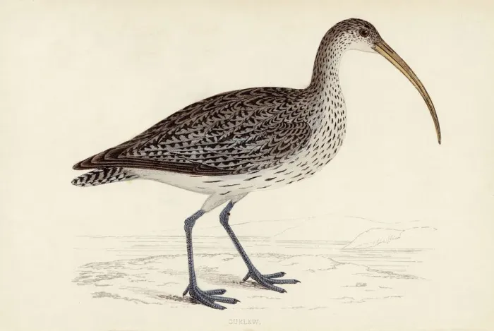 Framed Print : Common Curlew Print, 1851 Watercolour Framed Print : Common Curlew Print, 1851 Watercolour