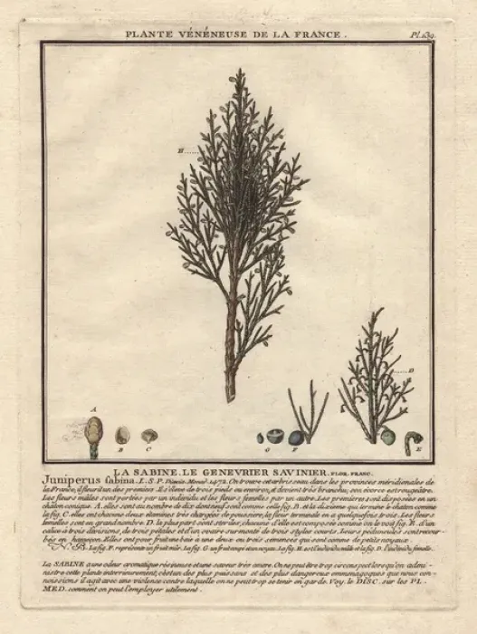Framed Print : Common juniper tree with berries, handcoloured copperplate engraving print Framed Print : Common juniper tree with berries, handcoloured copperplate engraving print