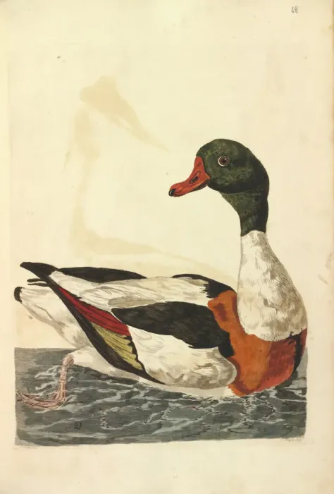Framed Print : Common Shelduck Print by Peter Pallou Framed Print : Common Shelduck Print by Peter Pallou