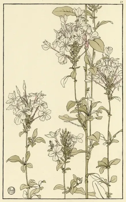 Framed Print : Common Vipers Bugloss Decorative Flower Study Print, 1899 Framed Print : Common Vipers Bugloss Decorative Flower Study Print, 1899