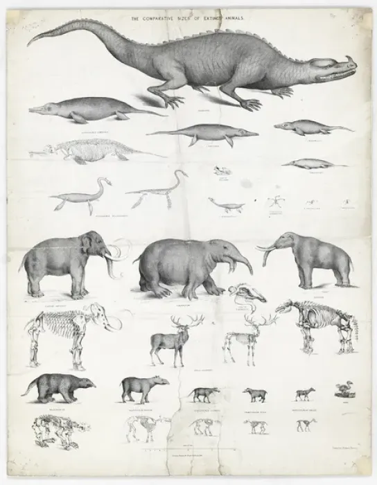 Framed Print : The Comparative Sizes of Extinct Animals Print Framed Print : The Comparative Sizes of Extinct Animals Print