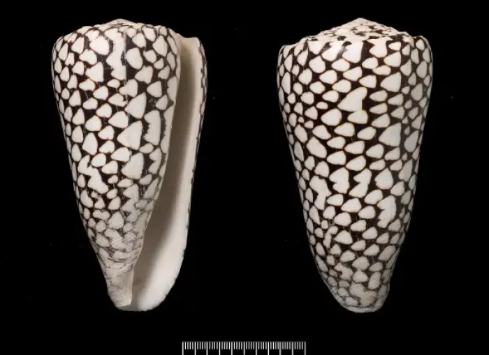 Framed Print : Conus marmoreus Print - Indo-Pacific Cone Shell Pair Framed Print : Conus marmoreus Print - Indo-Pacific Cone Shell Pair