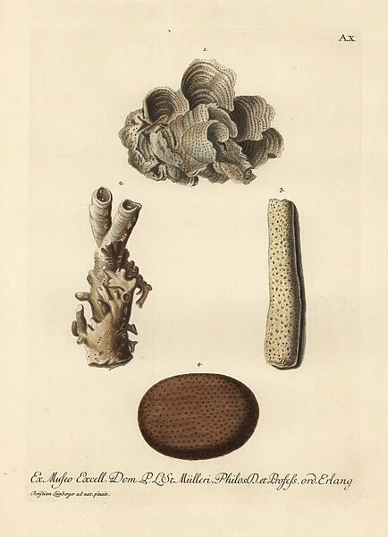Coral species