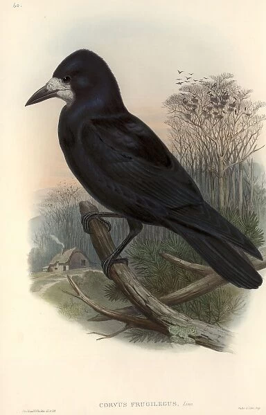 Corvus frugilegus, rook