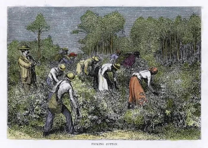 Framed Print : Cotton Picking Print Framed Print : Cotton Picking Print
