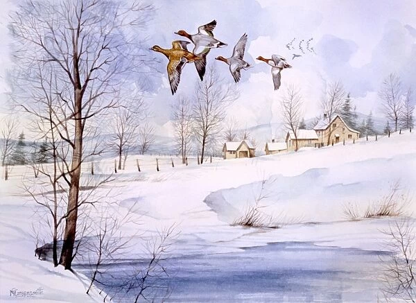 Country landscape in winter with flying ducks