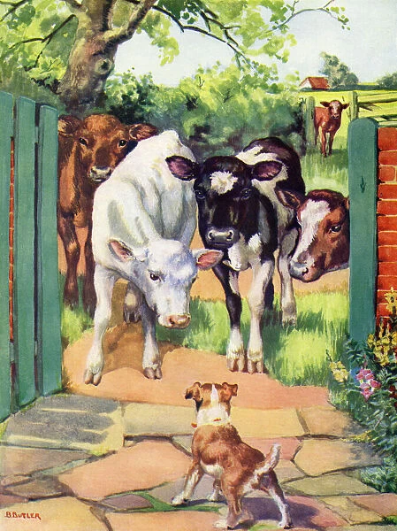 Cows and a dog