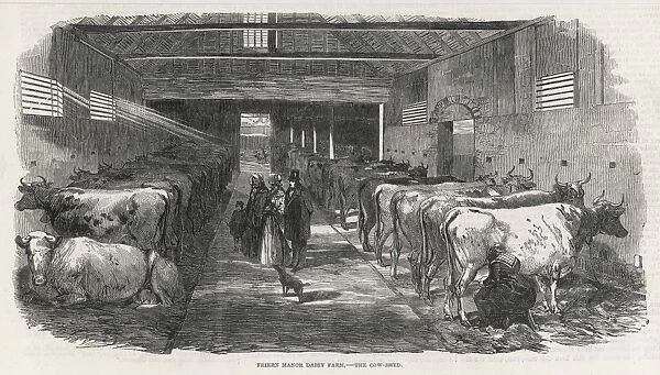 COWSHED, 1853