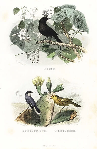Crested drongo and American yellow warbler