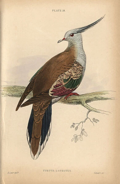 Crested pigeon, Ocyphaps lophotes