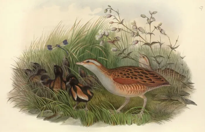 Framed Print : Crex crex, corncrake Print by John Gould (1873) Framed Print : Crex crex, corncrake Print by John Gould (1873)